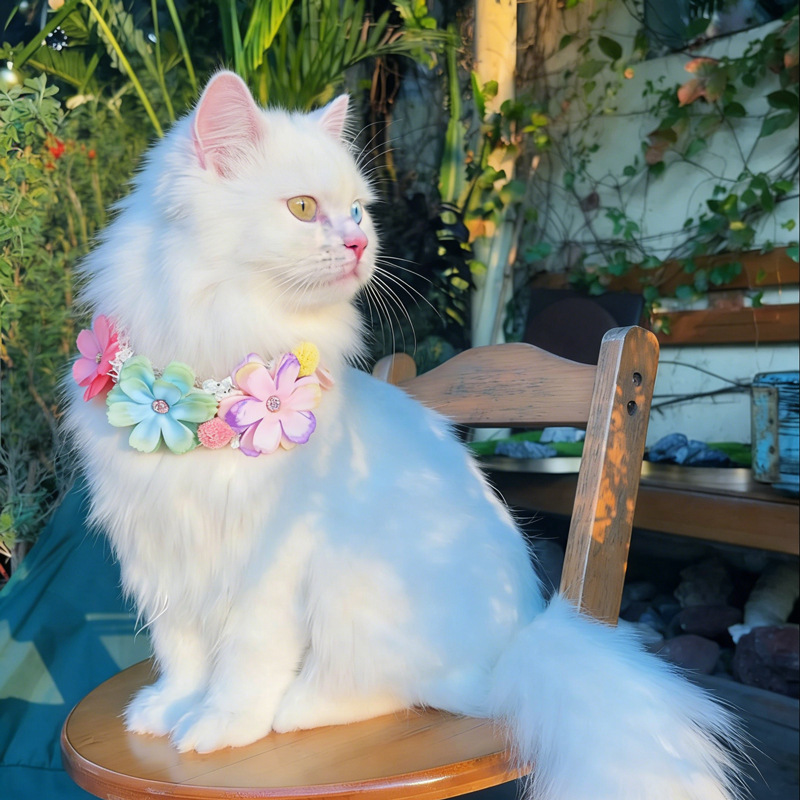 Photography Basic - Gorgeous Colorful Flower Pet Collar Cat
