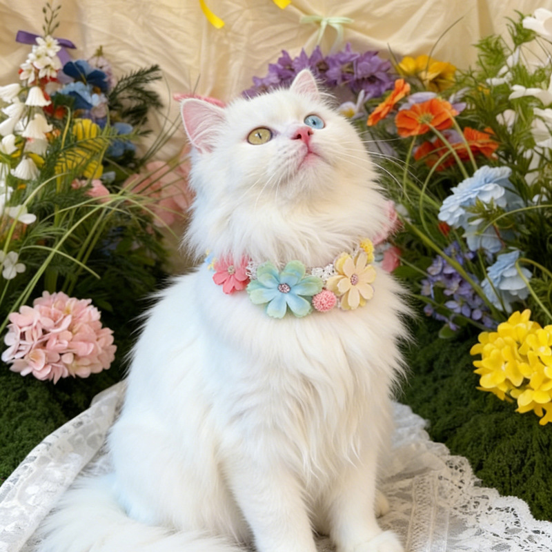 Gorgeous Colorful Flower Pet C - Photography Basic review and price